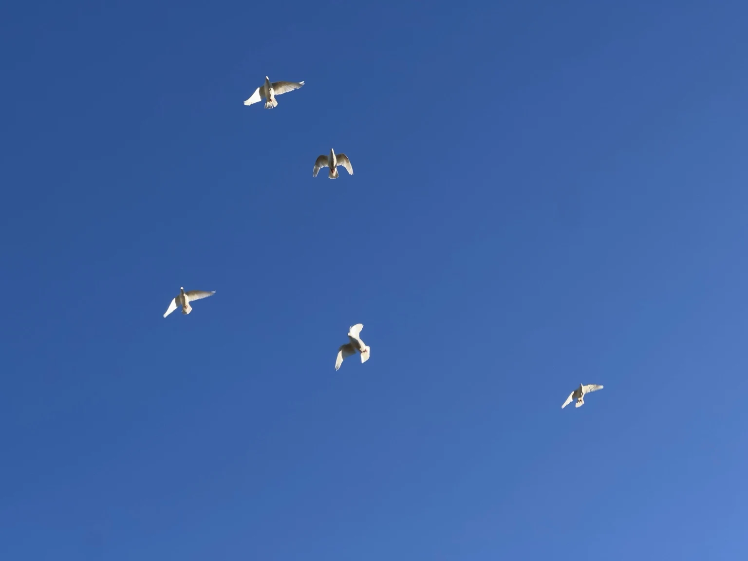 Five white doves with outstretched wings against a blue sky