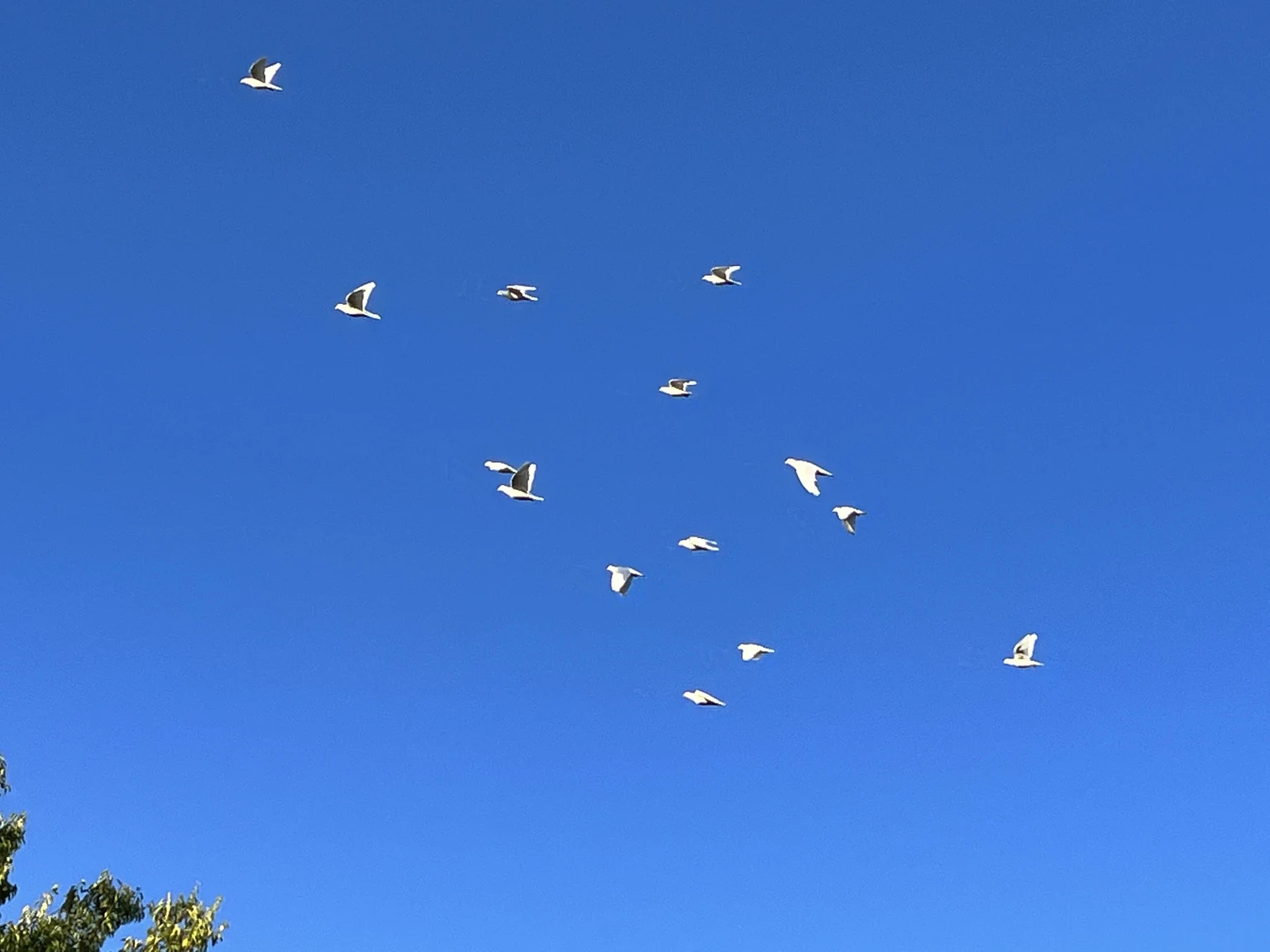 A flock of white birds flying together