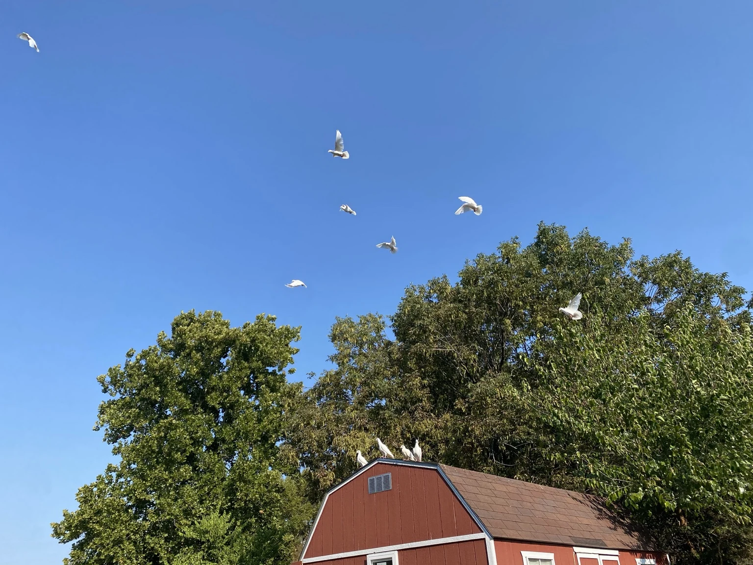 White birds flying above their red loft and green trees