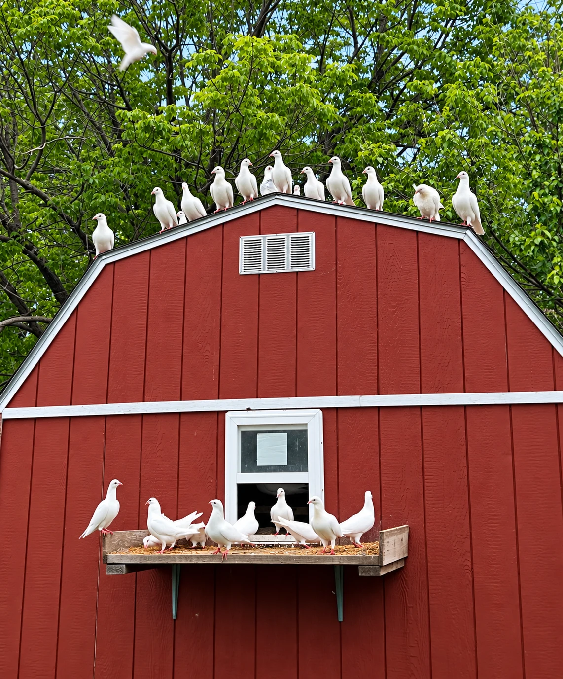 White birds gathered along the roof and perch of their red loft