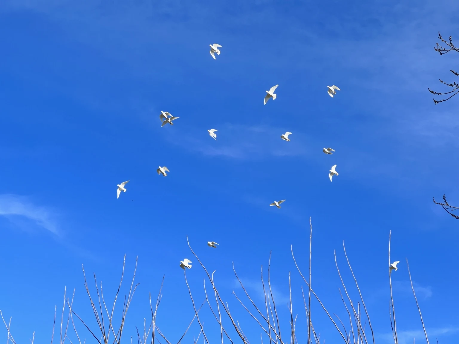 White doves circling above bare tree branches