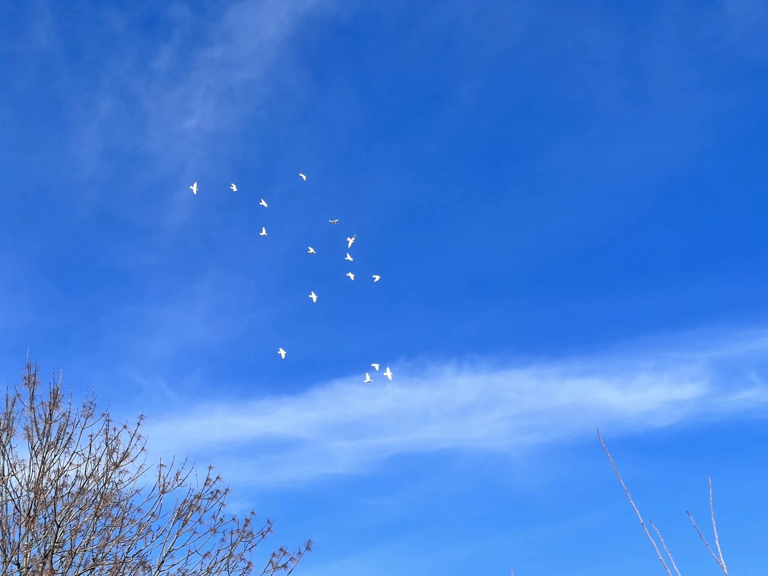 A flock of white doves soaring together in an open sky